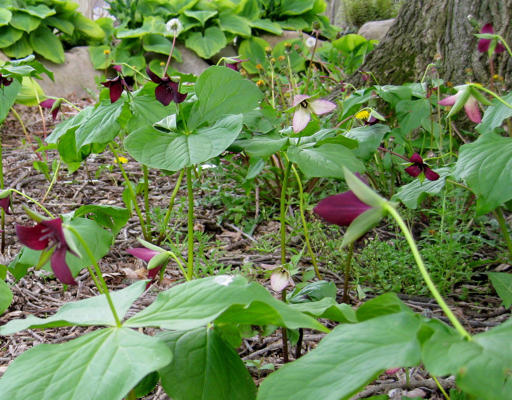 Trillium sulcatum - Click Image to Close