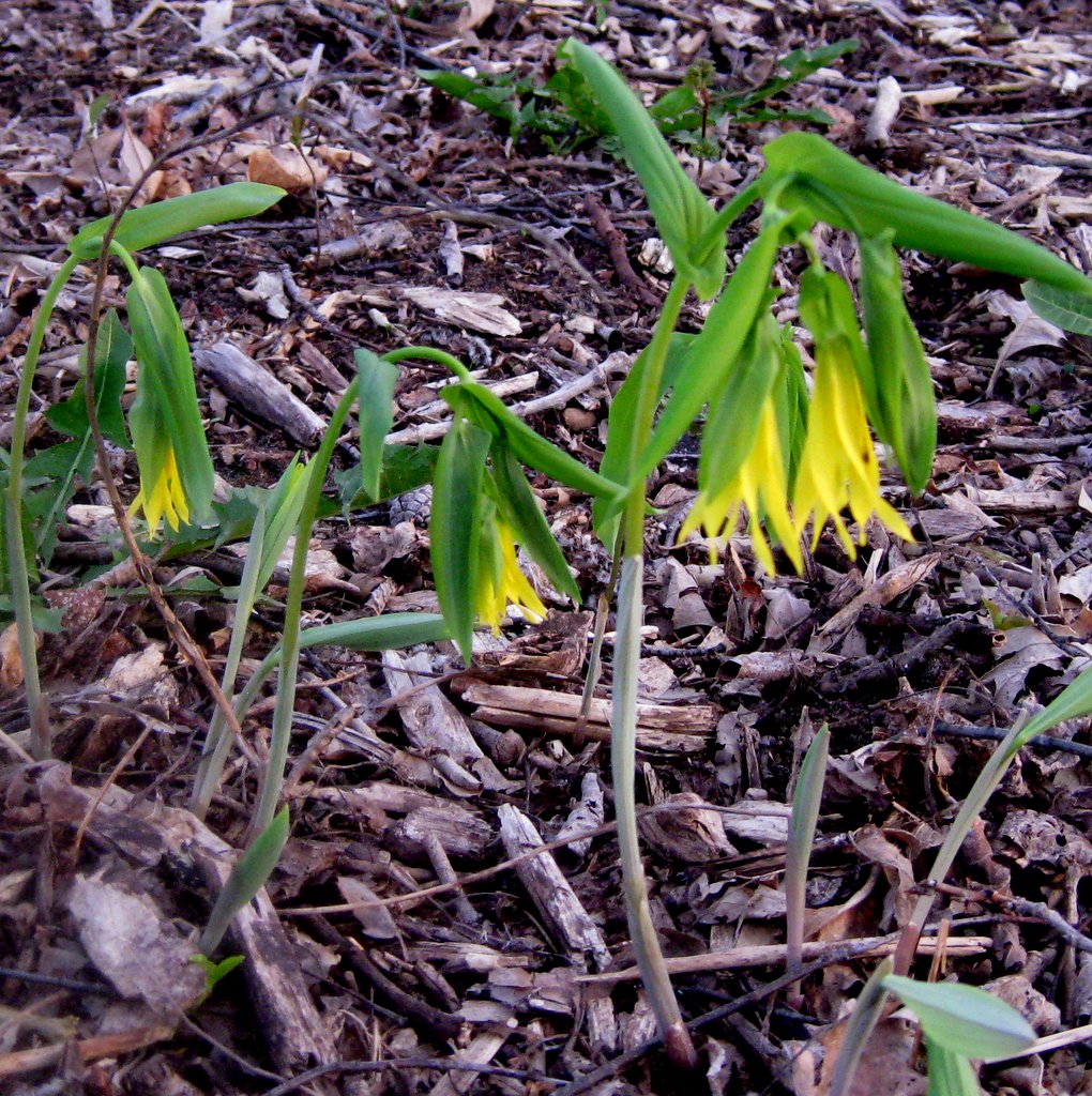 Uvularia grandiflora - Click Image to Close