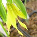 Uvularia grandiflora Qty 48