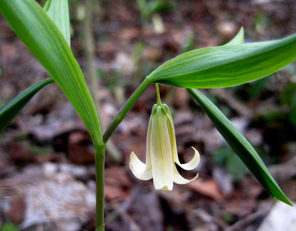 Uvularia sessilifolia - Click Image to Close