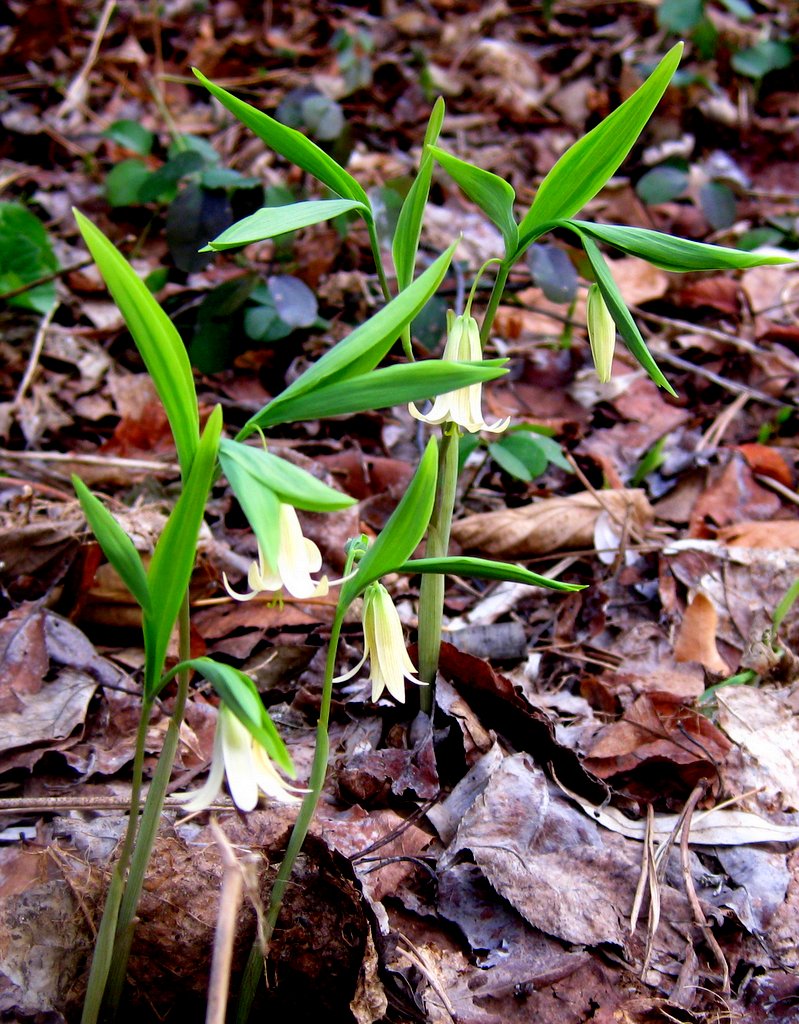 Uvularia sessilifolia - Click Image to Close