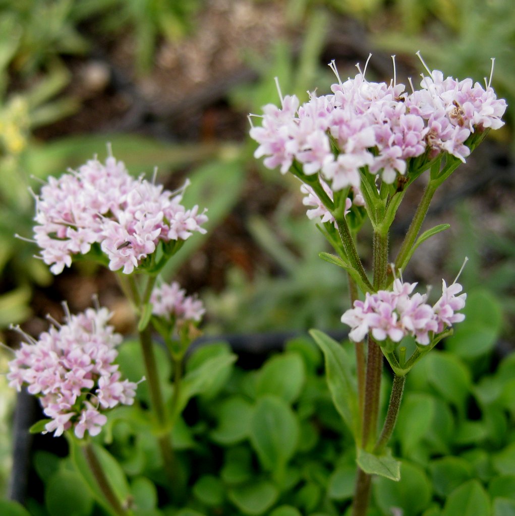 Valeriana arizonica