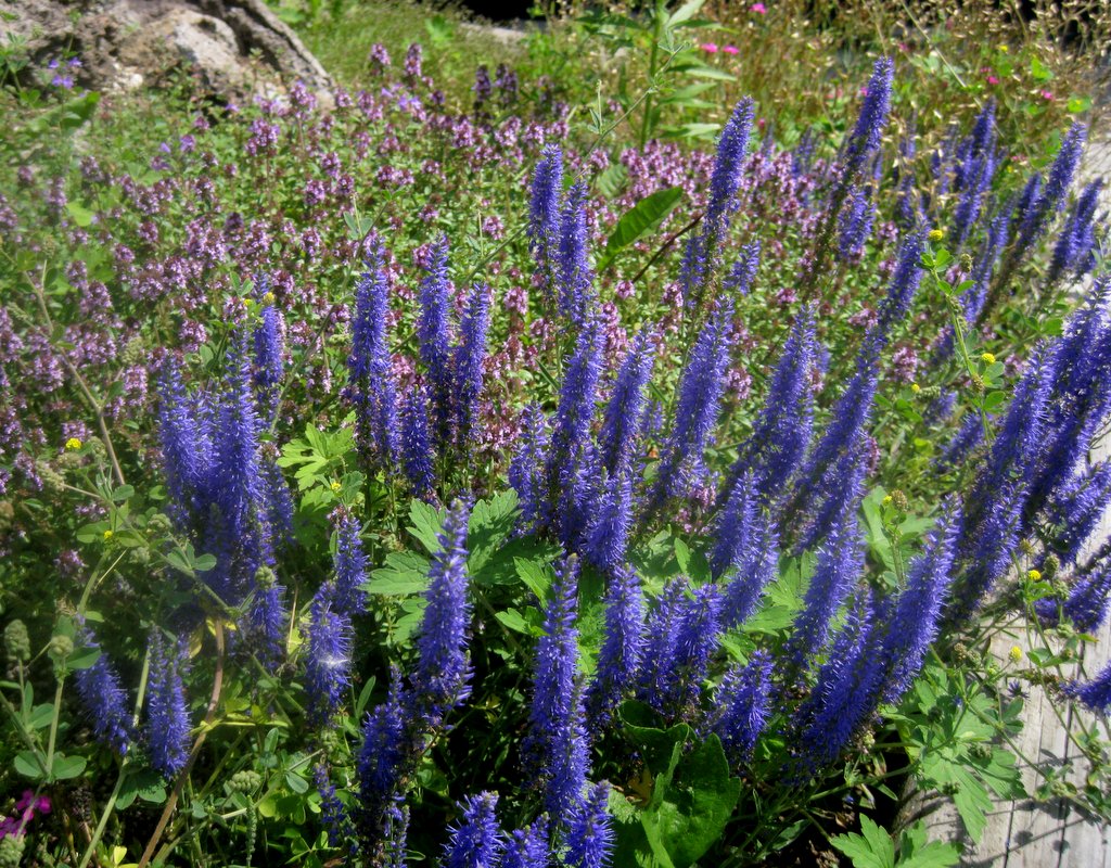 Veronica rotunda