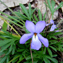 Viola pedata Qty 96