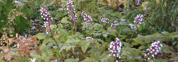 Actaea pachypoda