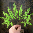 Adiantum pedatum Maiden Hair Fern Qty 48