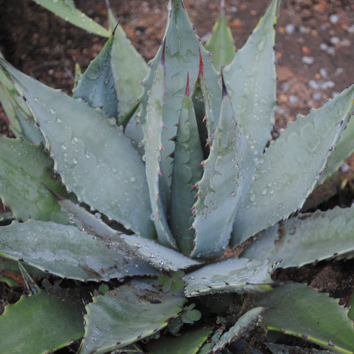 Agave parryi cousii - Click Image to Close