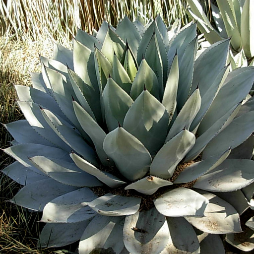 Agave parryi parryi - Click Image to Close