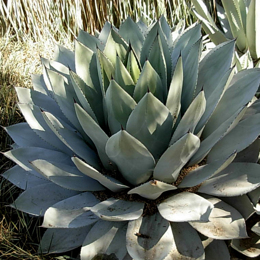 Agave parryi parryi