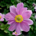 Anemone h. japonica 'September Charm'