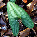 Asarum arifolium
