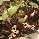 Asarum arifolium (Hexastylis arifolia) - Click Image to Close