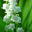 Convallaria montana Qty 96