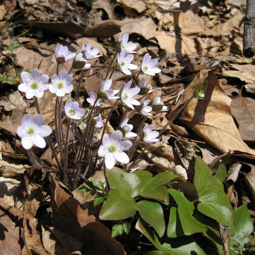 Hepatica acutiloba