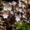 Hepatica acutiloba Qty 96 - Click Image to Close