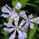 Iris cristata gigantea - Click Image to Close