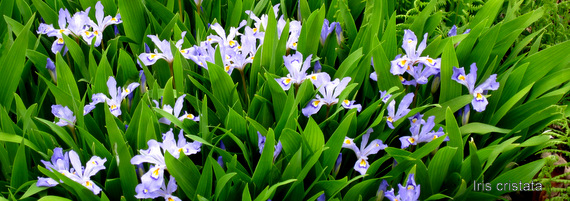 Iris cristata gigantea