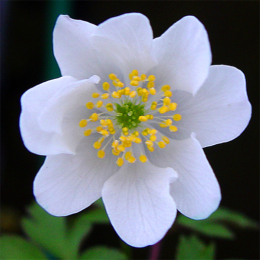 Anemone nemorosa 'Leeds Variety' - Click Image to Close