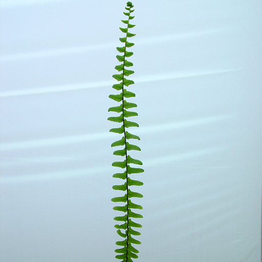 Asplenum platyneuron Ebony Spleenwort Qty 24 - Click Image to Close