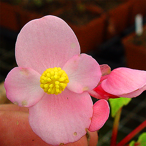 Begonia grandis (evansiana) - Click Image to Close