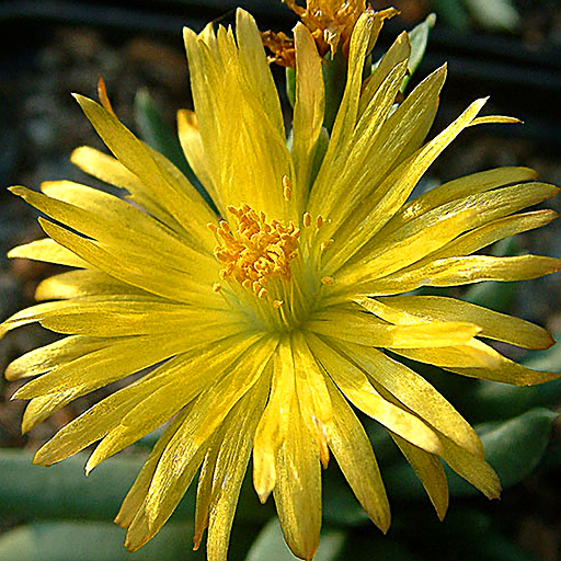 Bergeranthus jamesii - Click Image to Close
