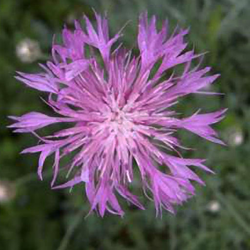 Centaurea bella - Click Image to Close