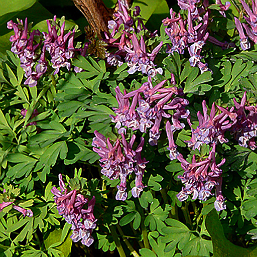 Corydalis bulbosa - Click Image to Close