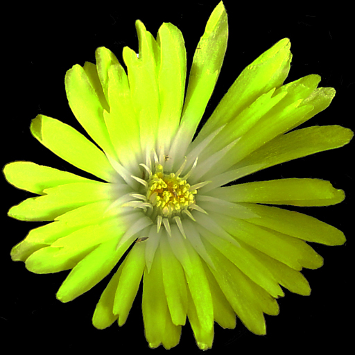 Delosperma basuticum - Click Image to Close