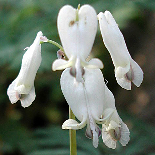 Dicentra canadensis - Click Image to Close