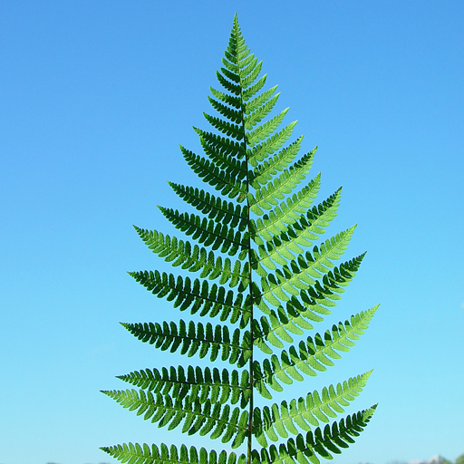 Dryopteris carthusiana (spinulosa) Toothed Wood - Click Image to Close