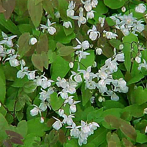 Epimedium x youngianum niveum - Click Image to Close