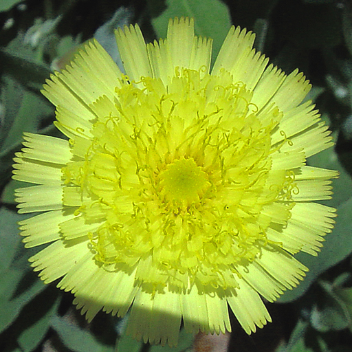 Hieracium tarda - Click Image to Close