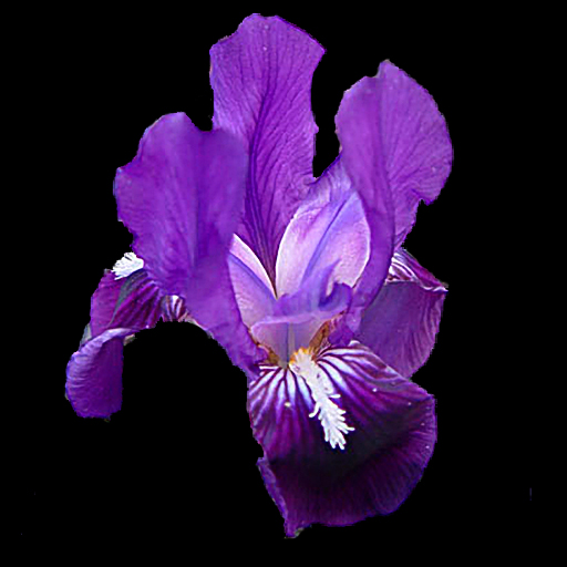 Iris lutescens - Click Image to Close