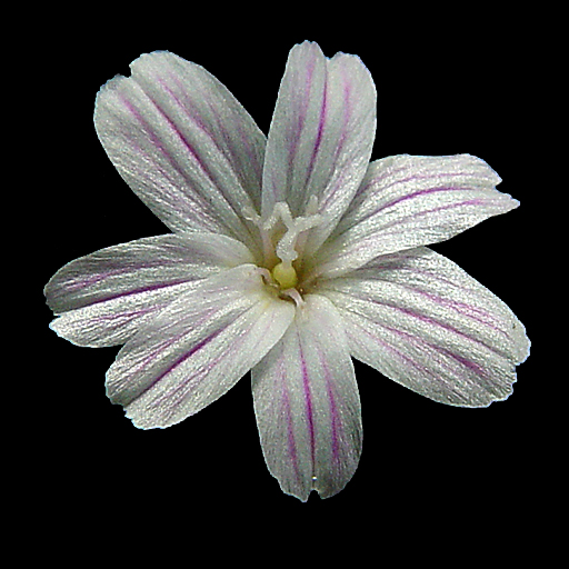 Lewisia columbiana walawalensis - Click Image to Close