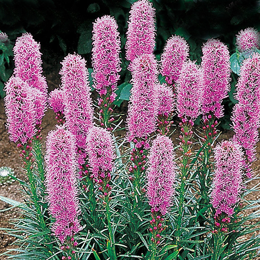 Liatris spicata Kobold - Click Image to Close