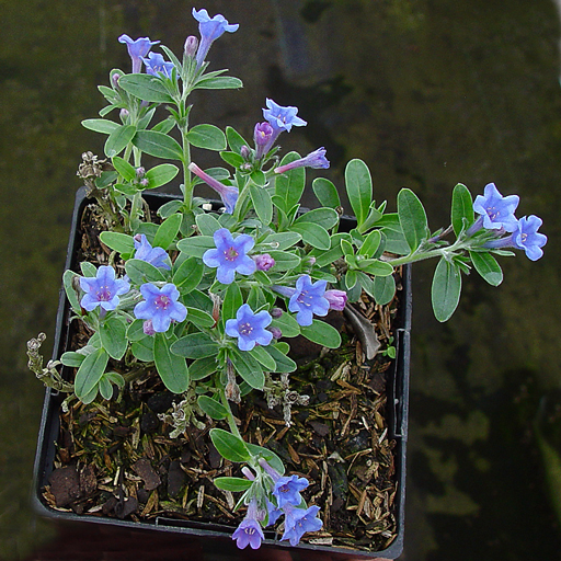 Lithodora oleifolia - Click Image to Close