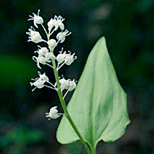 Maianthemum bifolium v kamtschatum 'Minima' - Click Image to Close