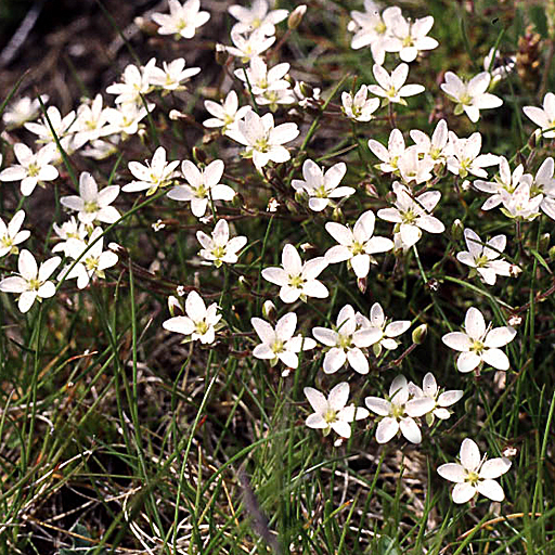 Minuartia verna - Click Image to Close