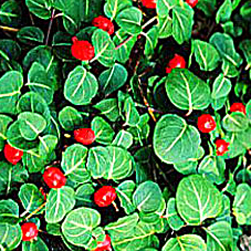 Mitchella repens Qty 24 - Click Image to Close