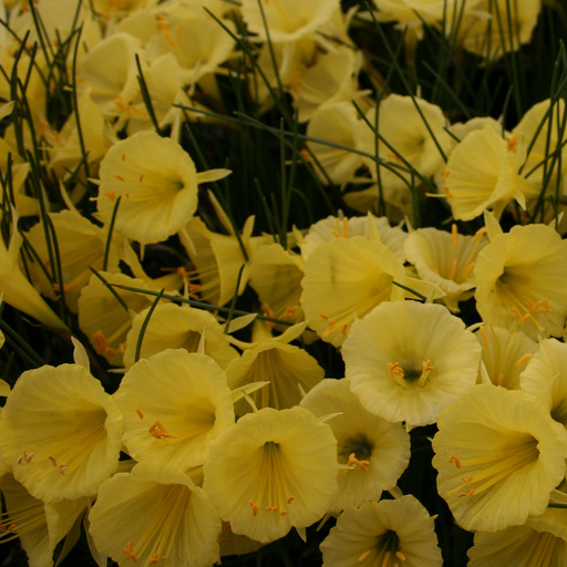 Narcissus bulbocodium nivalis euroseed #228a - Click Image to Close