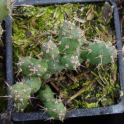 Opuntia fragilis ex Lake of the Woods Canada - Click Image to Close