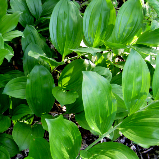 Polygonatum lasianthum - Click Image to Close