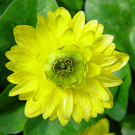 Ranunculus ficaria 'Damerham' - Click Image to Close