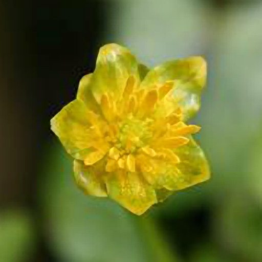 Ranunculus ficaria 'Yaffle' - Click Image to Close
