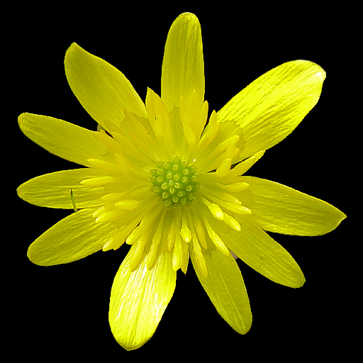 Ranunculus ficaria 'Brambling' - Click Image to Close