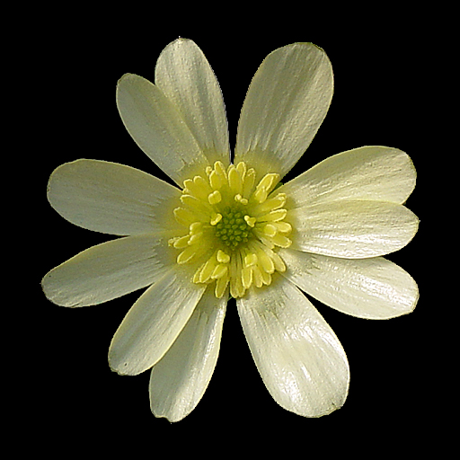 Ranunculus ficaria 'Randall's White' - Click Image to Close