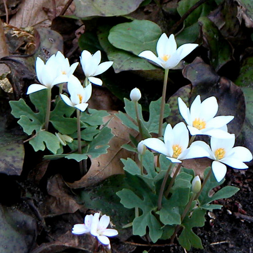 Sanguinaria canadensis - Click Image to Close