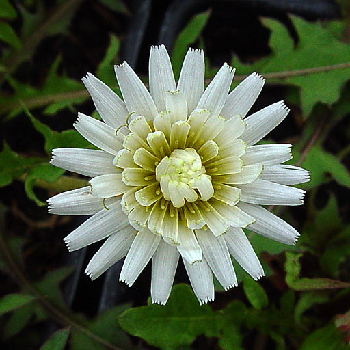 Taraxacum albidum - Click Image to Close