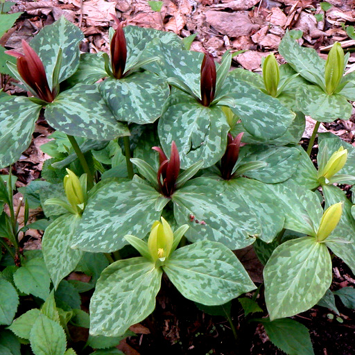 Trillium luteum Qty 24 - Click Image to Close