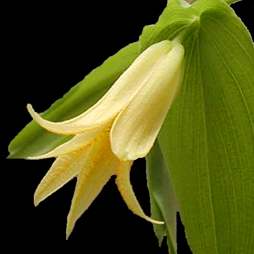 Uvularia perfoliata - Click Image to Close